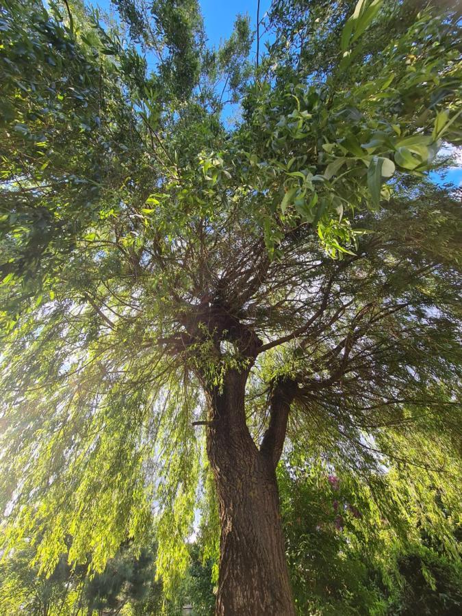 Le Tonneau Insolite Du Souffle Du Saule Buhl-Lorraine Buitenkant foto